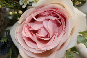 Sweet Bloom | Garden Rose